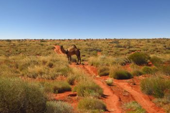 Camel on the track - Madigan Line - Pindan Tours and 4WD Training