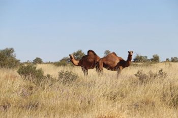 Camels on the Tanami Track sm Camels on the Tabani Track
Pindan Tours and 4WD Training