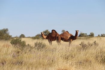 Camels on the Tabani Track
Pindan Tours and 4WD Training