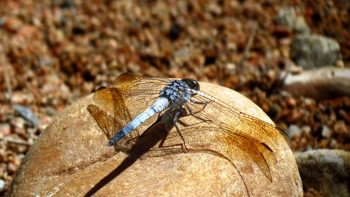 Macro Photography - Blue Dragon Fly