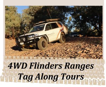 Pindan Tours - Flinders Ranges Tours Widget