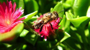 Macro Photography - Busy Bee