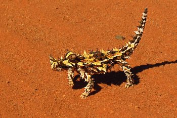 Thorny Devil in the Pindan sand