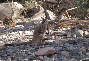 Outback 4WD Norms Yellow Footed Rock Wallaby