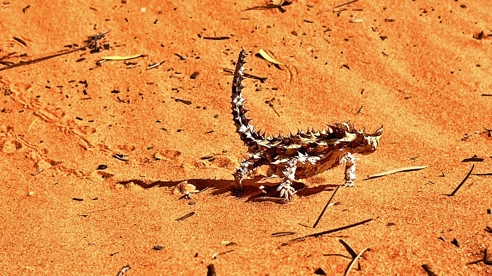 Thorny Devil adj crp Thorny Devil