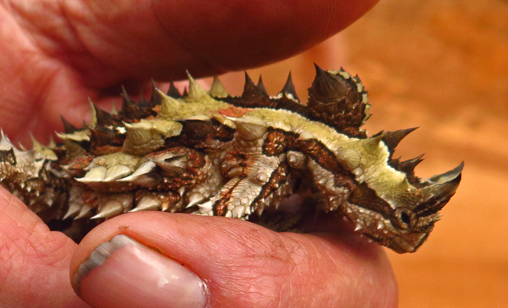 Thorny Devil crp Goog's Track - Thorny Devil