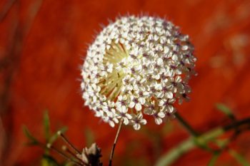 Wild parsnip - Pindan Tours and 4WD Training