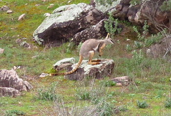 Off Road Adventures Yellow Footed Rock Wallaby