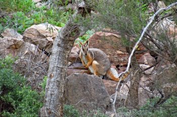 Pindan Tours - Yellow Footed Rock Wallaby FB